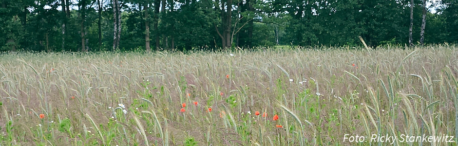 Kreyen Holt