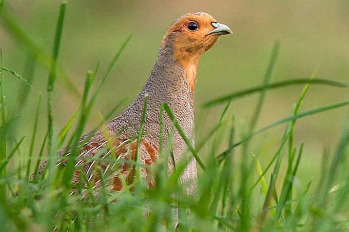 Vogel des Jahres 2026-Das Rebhuhn - Foto: NABU/Jan Piecha